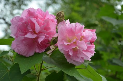 芙蓉照顧方法